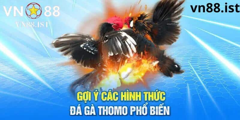 Các hình thức đá gà trực tiếp Thomo hôm nay tại Vn88